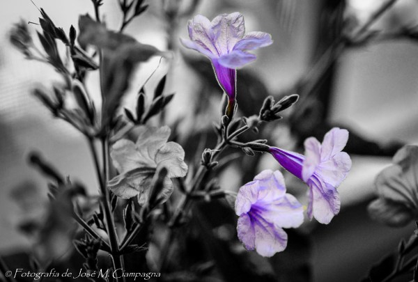 Fantasia en BN y violeta