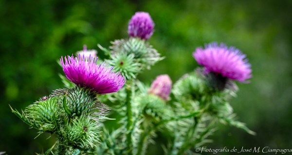 Los cardos en flor