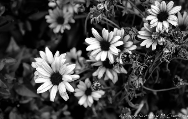 Flores en blanco y negro