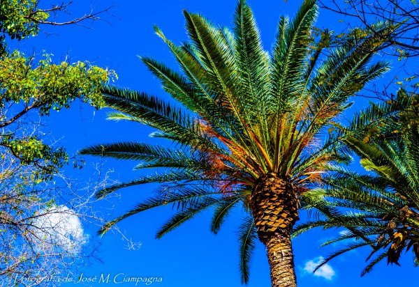 La palmera de la plaza de Belén, Catamarca