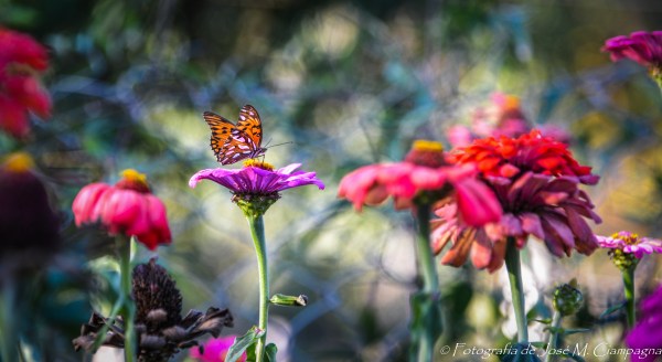 Mariposa, Londres, Catamarca