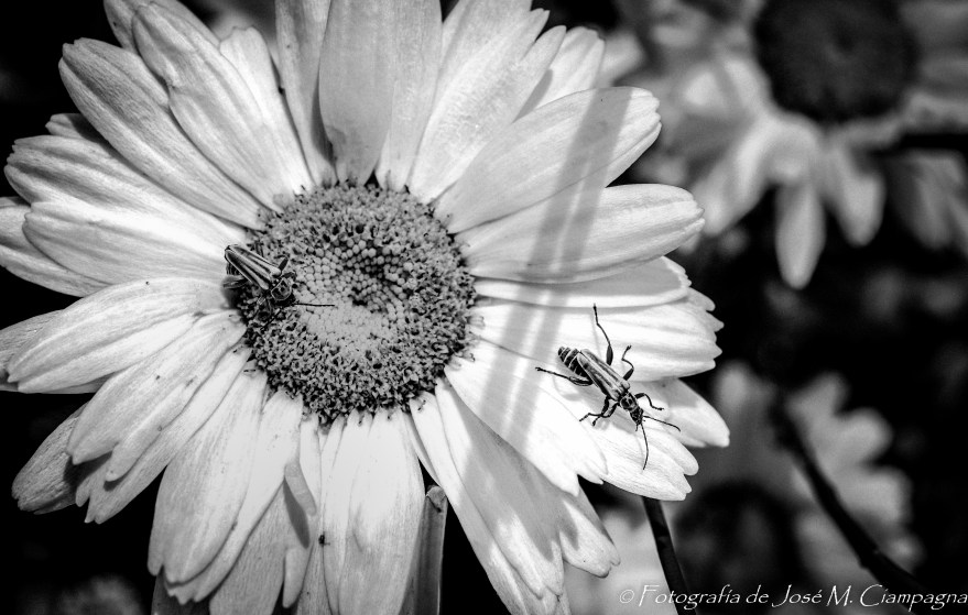 Cumple_Miguel_CDSC_0457_17-Editar