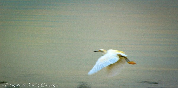 Ave sobre la mar chiquita