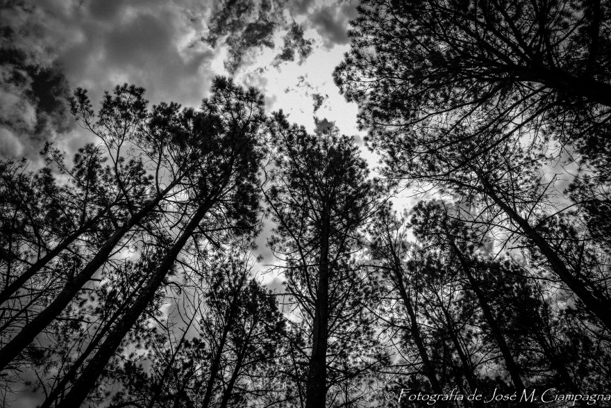 Cielo con Pinos en Yacanto, Calamuchita, Córdoba