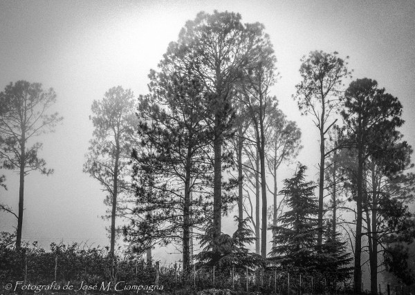 Niebla con pinos en Calamuchita, Córdoba, Argentina