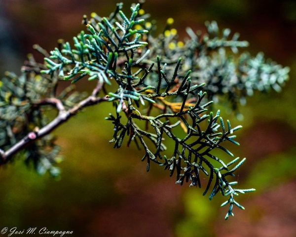 Luces del bosque dos, Yacanto, Calamuchita,