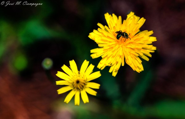 Luces del bosque tres, Yacanto, Calamuchita,