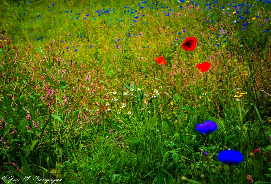 Flores de Avoca foto  dos