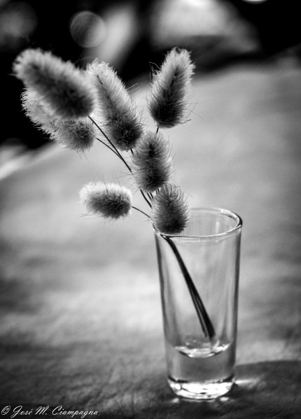 Bodegón en blanco y negro