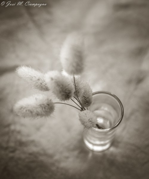 Bodegón en blanco y negro 2