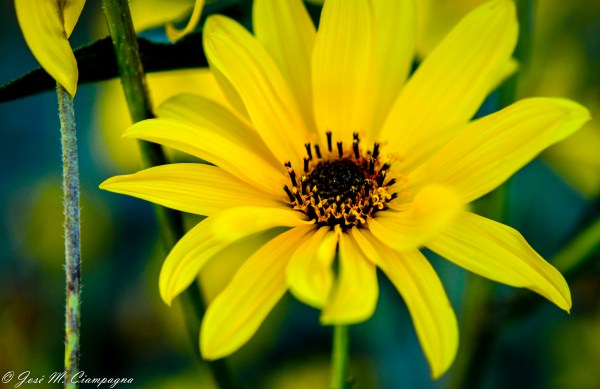 Cracopedia singulirirs