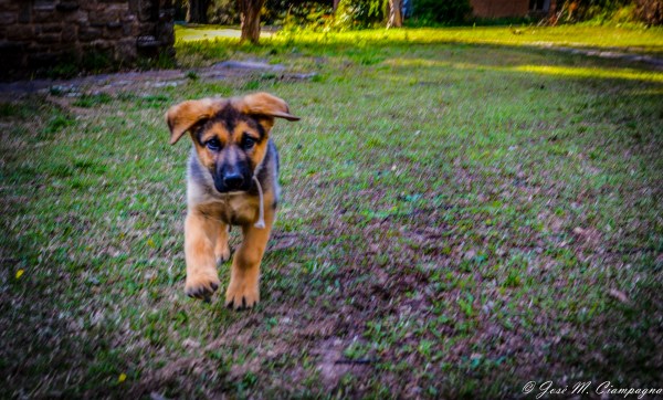 Cachorro de policía foto uno