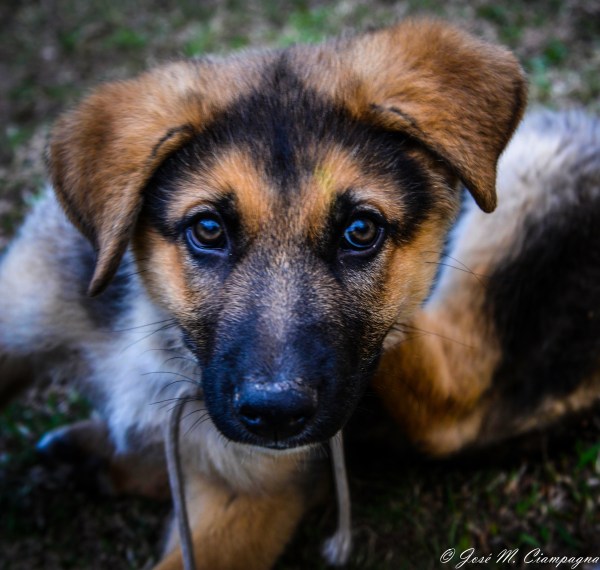 Cachorro de policía foto dos