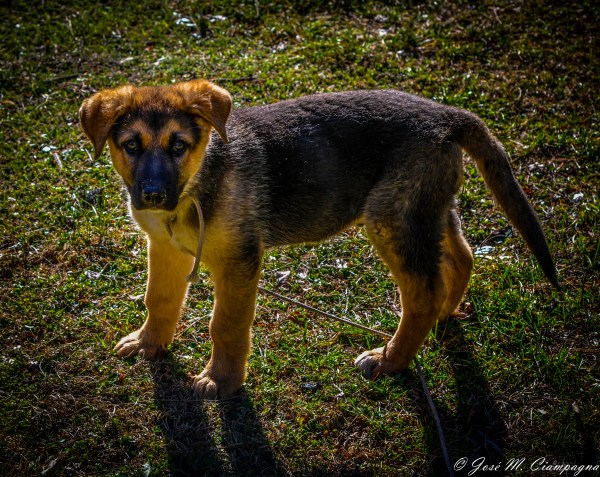 Cachorro de policía foto tres