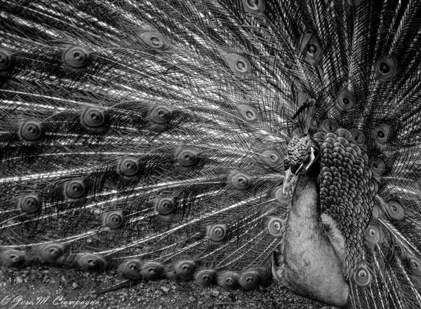 Pavo real en blanco y negro
