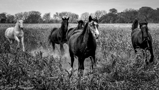 Galope en el berbecho, Río Primero, Córdoba