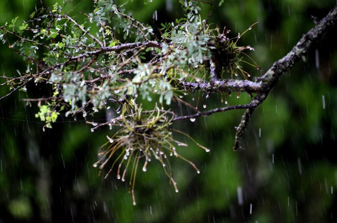 Clavel del aire bajo la lluvia