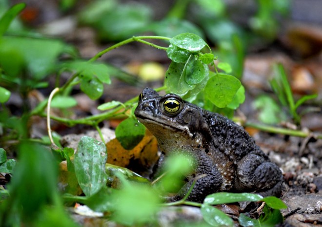Sapo, fotografía de Alejandro Benazzoli