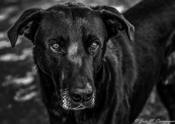 El negro