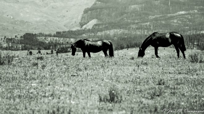 Caballos pastando en Yacanto