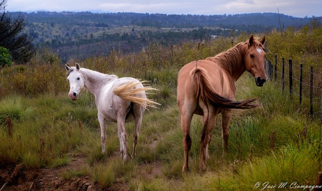 Caballos en camino a Villa Alpina