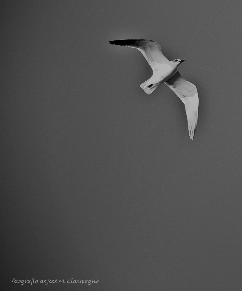 Gaviota de Varadero, Cuba