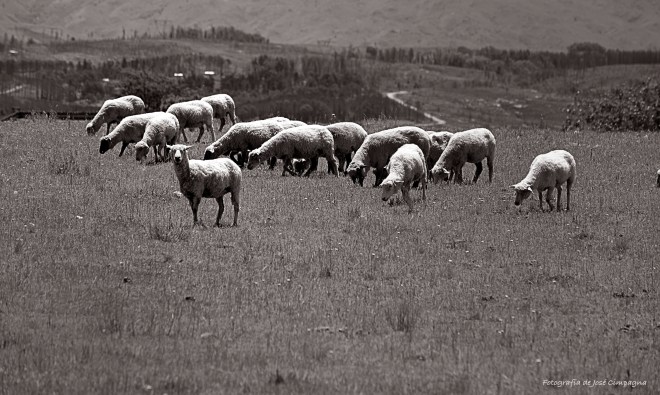 Ovejas en Yacanto, Valle de Calamuchita, Córdoba
