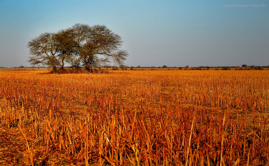 El árbol del rastrojo