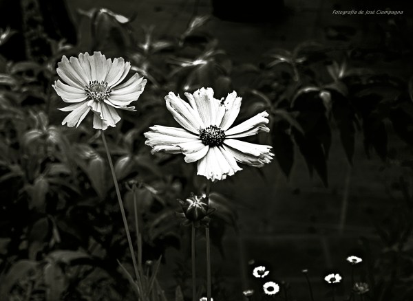 Flores amarillas en blanco y negro