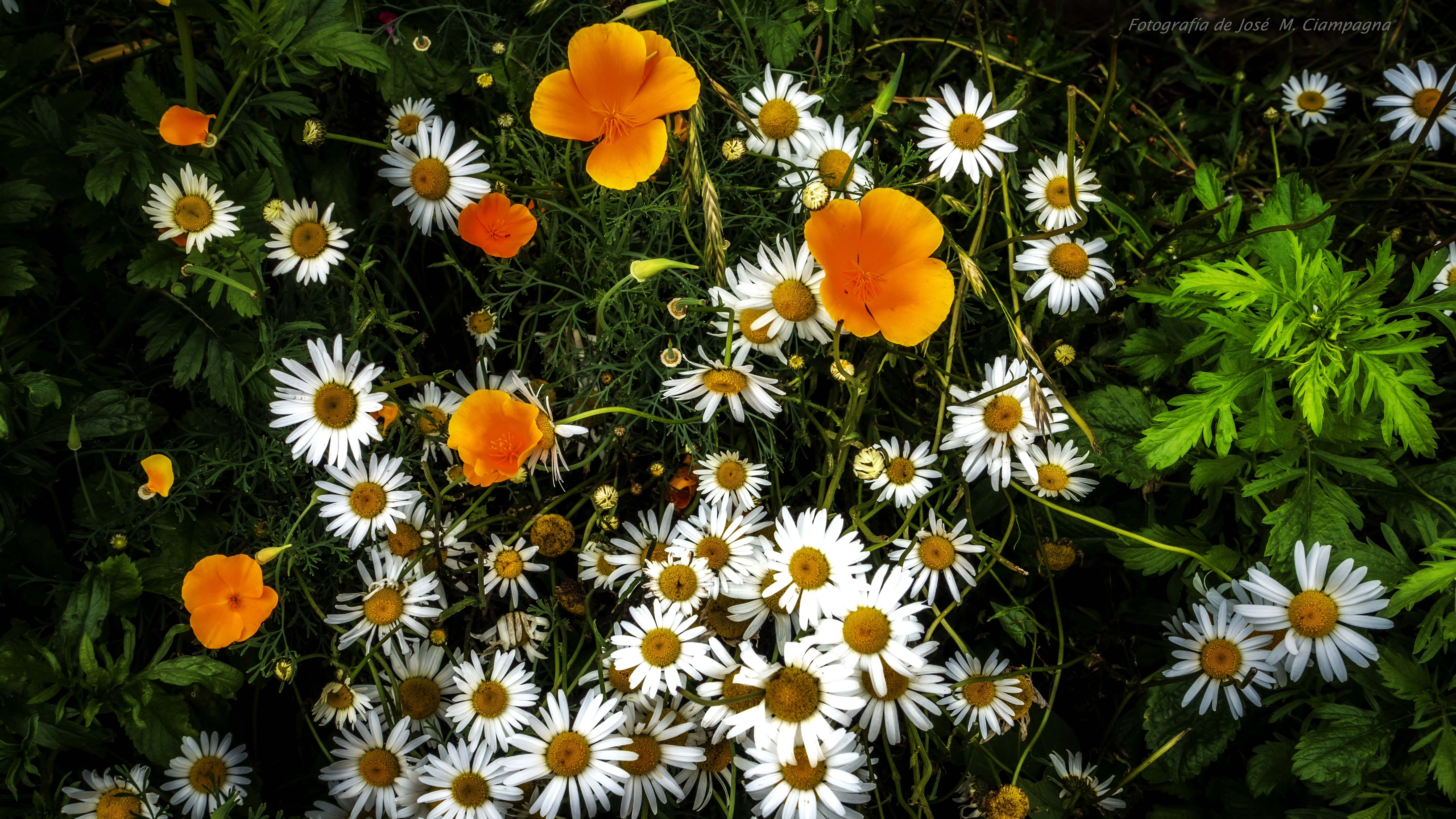 Margaritas mezcladas