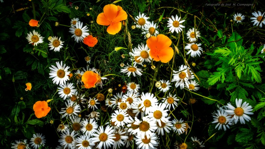 Margaritas mezcladas