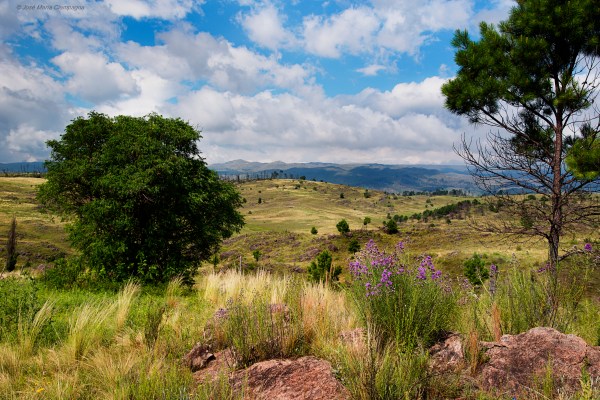 Flores naturales de Yacanto.