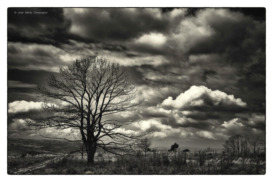 Restos de un pino quemado en cercanías de Villa Yacanto
