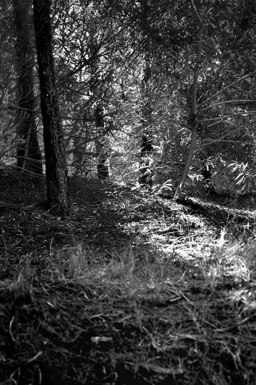 "Las últimas luces del bosque toma II", Mar de las Pampas, Provincia de Buenos Aires. Enero 2012.