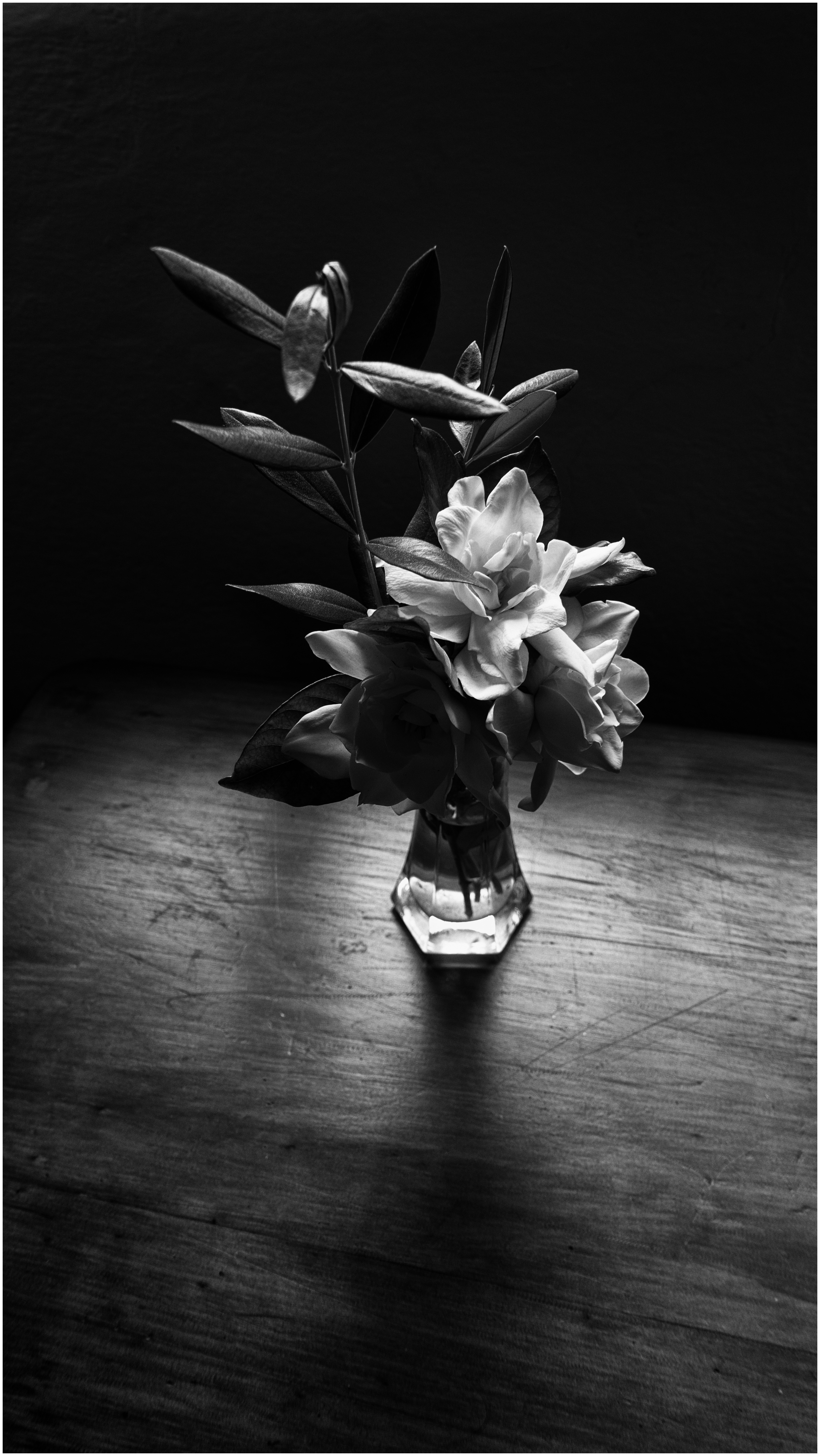 Bodegón de Jasmines