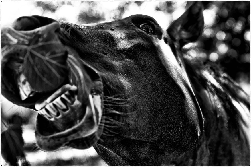 "Los dientes de Picaporte", Ea. San Teodoro, Río Primero, Córdoba, Argentina.