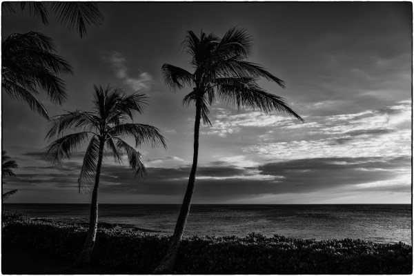 Palmeras en Paradise Cove, Hawaii, USA.