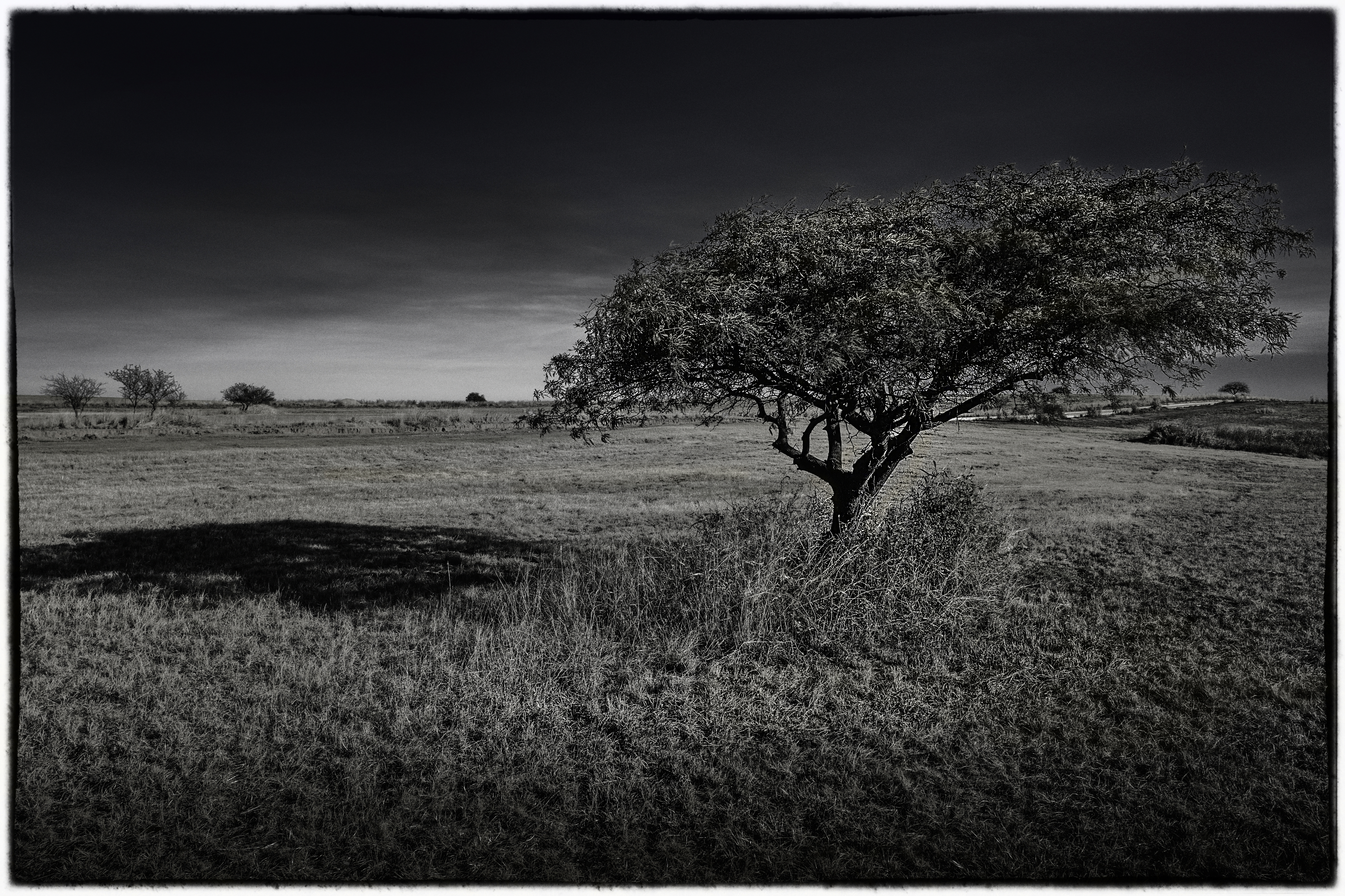 El espinillo, otra distancia y versión