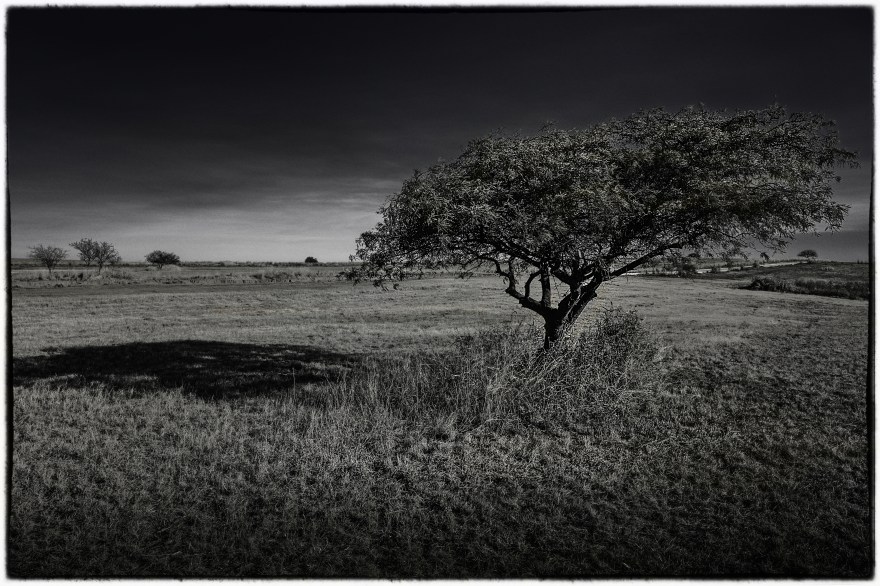 El espinillo, otra distancia y versión