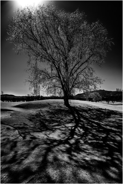 El árbol del Valle del Golf 2