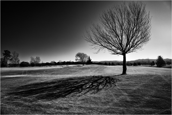 El árbol del Valle del Golf