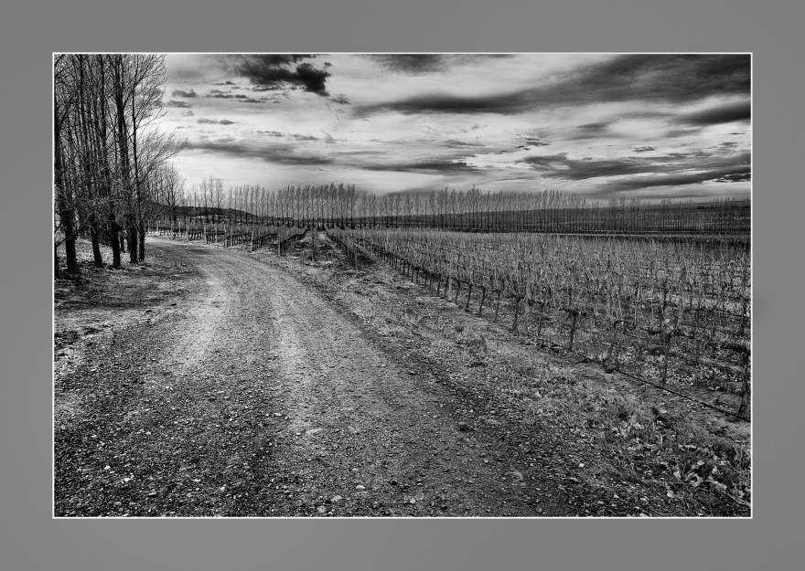 Viñedos de la Bodega Familia Schroeder. Neuquén, Argentina.