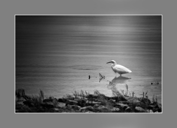 La garza, Miramar, Córdoba, Argentina