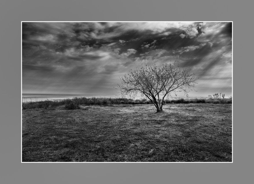 Luces del árbol de Ansenuza