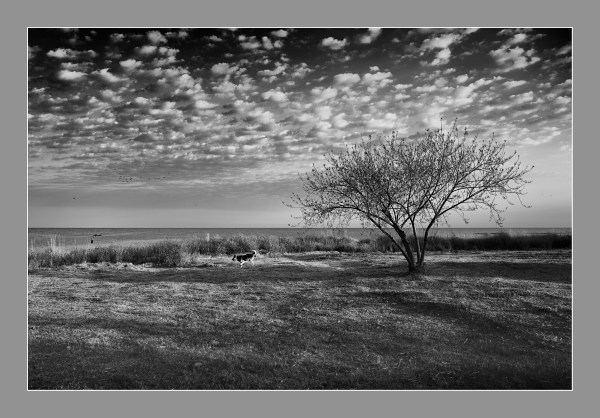 El árbol, el perro y el ave. Mar de Ansenuza, Miramar, Córdoba, Argentina