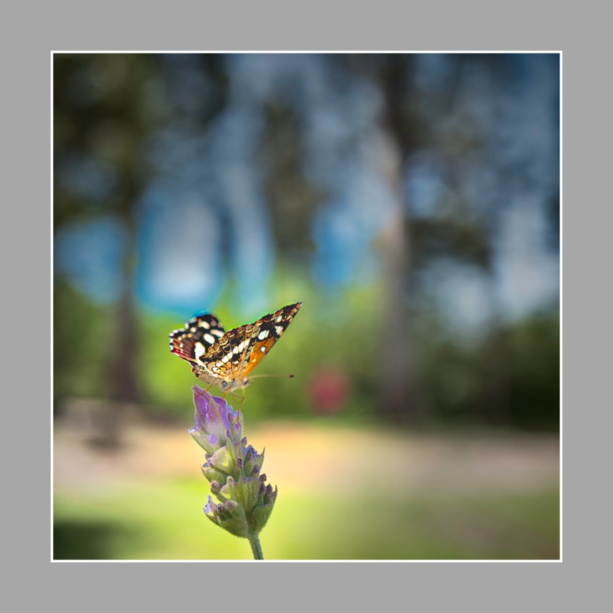Mariposa amarilla y negra, Ea. San Teodoro, Zona rural de Río Primero, Córdoba.