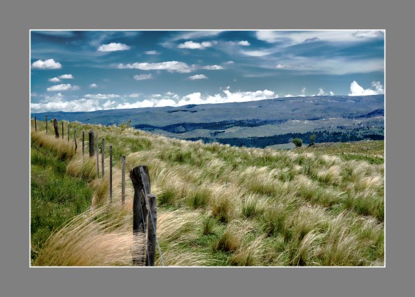 "Paja brava". Yacanto de Calamuchita, Córdoba, Argentina. Enero 2015