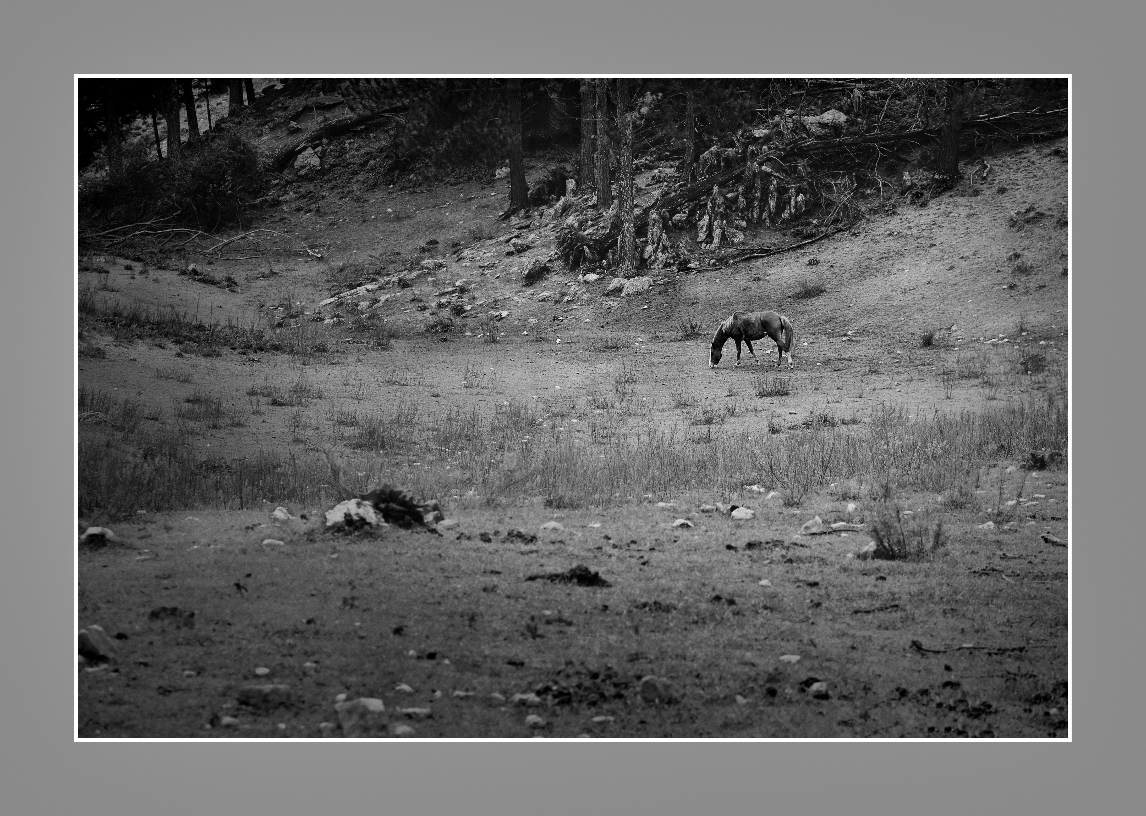 Pastando en Villa Alpina, Valle de Calamuchita, Córdoba