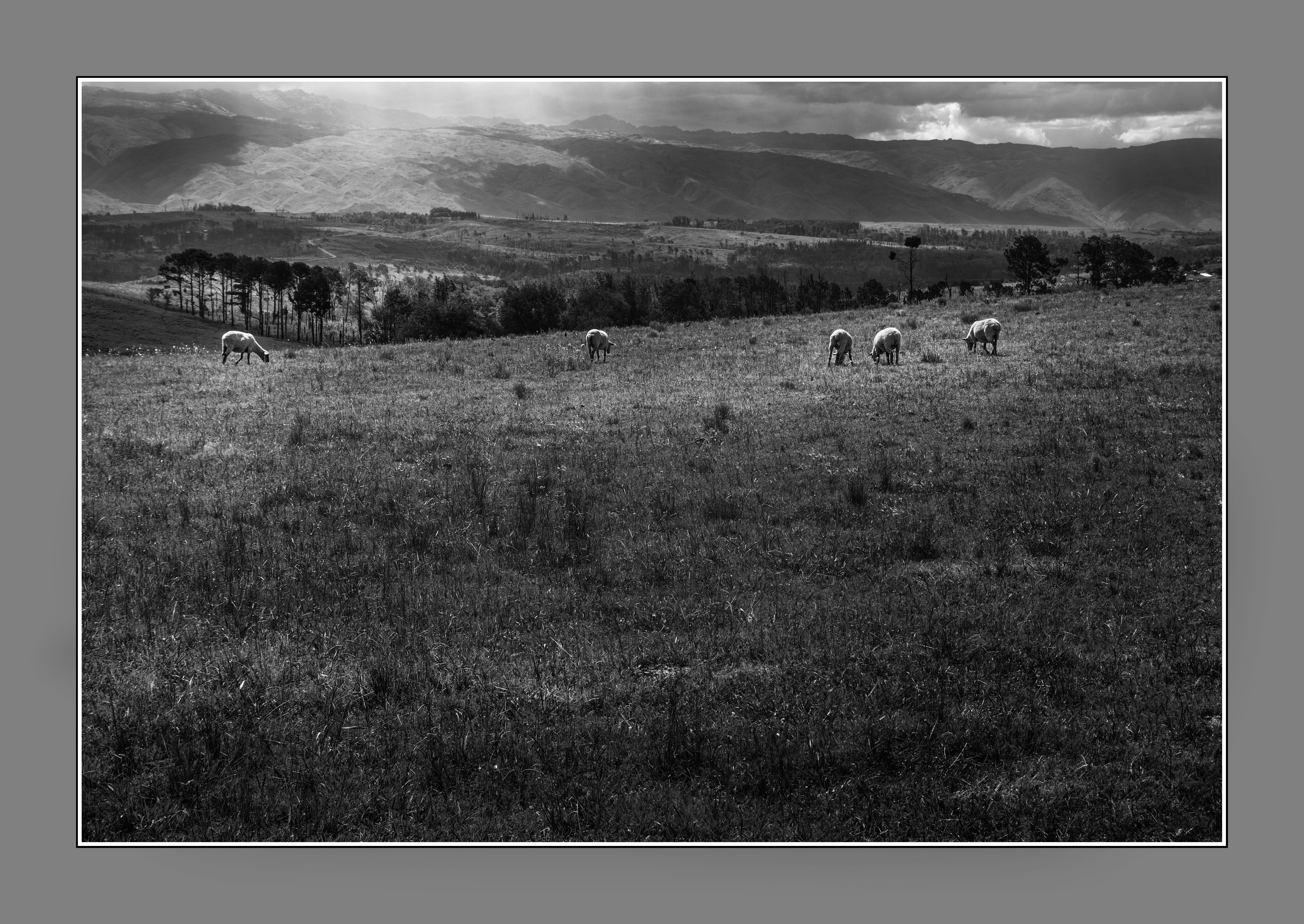 Las ovejas de Yacanto, Valle de Calamuchita, Córdoba, Argentina. Feb 2017