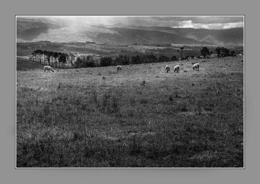 Las ovejas de Yacanto, Valle de Calamuchita, Córdoba, Argentina. Feb 2017
